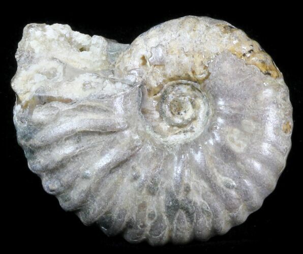 Acanthohoplites Ammonite Fossil - Caucasus, Russia #30099